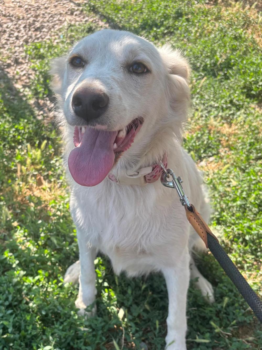 Snowy Golden Retriever Mix