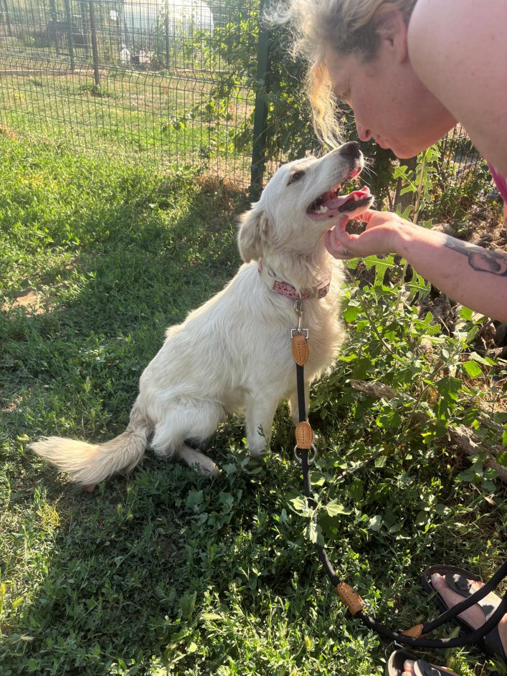 Snowy Golden Retriever Mix