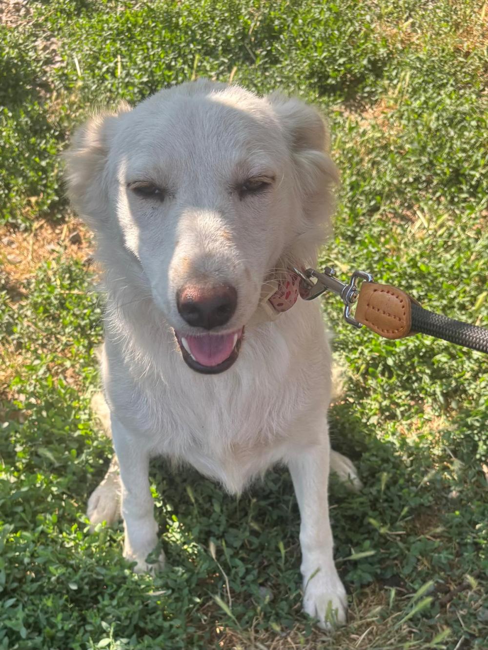 Snowy Golden Retriever Mix