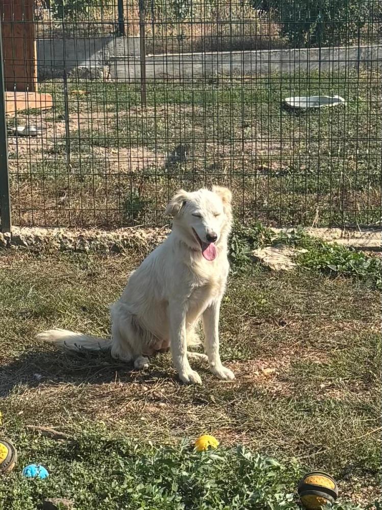 Snowy Golden Retriever Mix