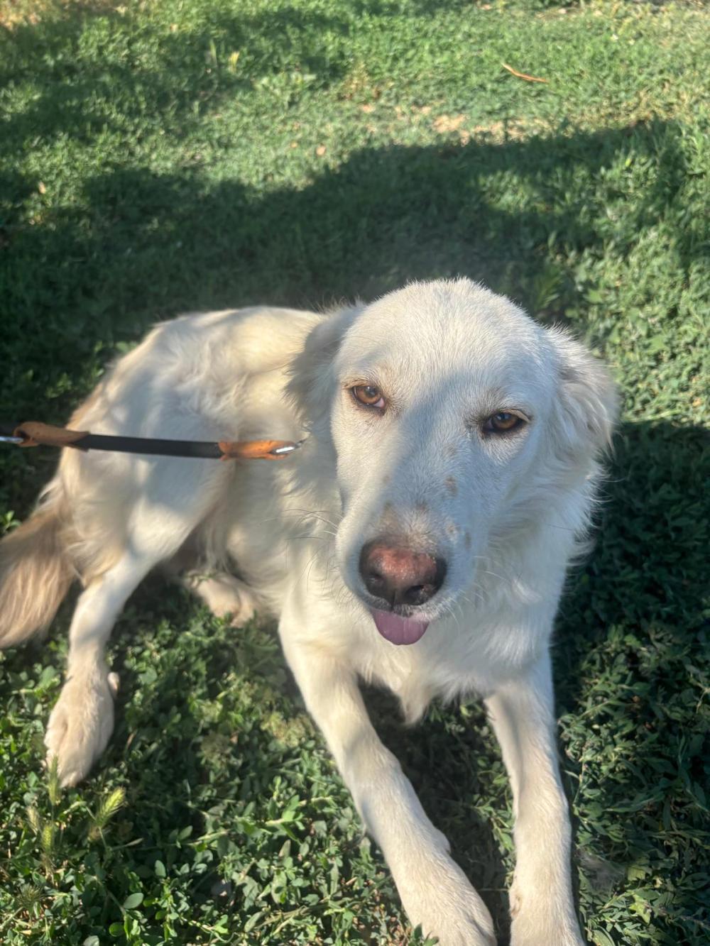 Snowy Golden Retriever Mix