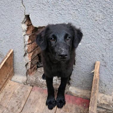 Raven Border Collie Mix