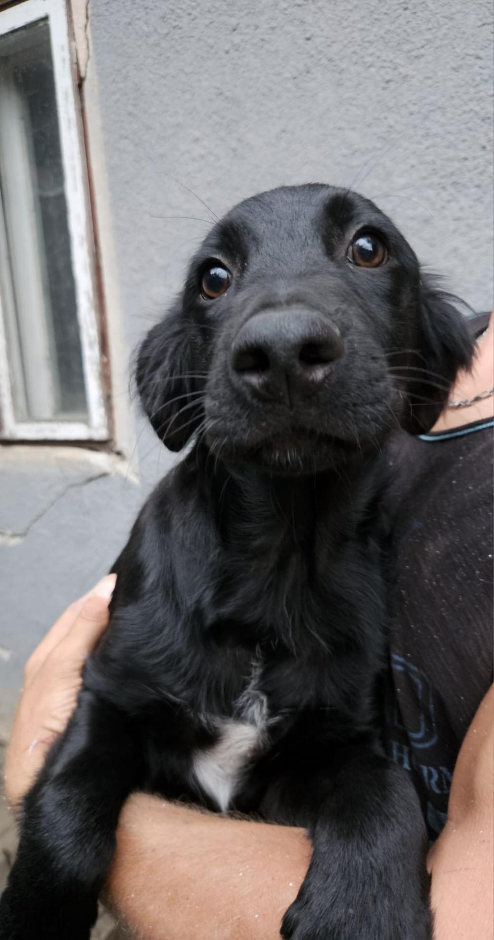 Raven Border Collie Mix