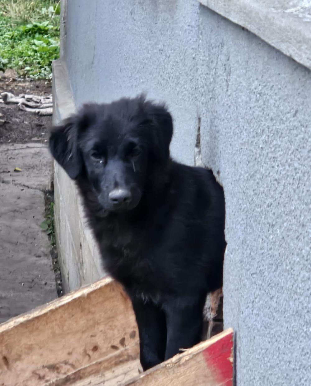 Raven Border Collie Mix