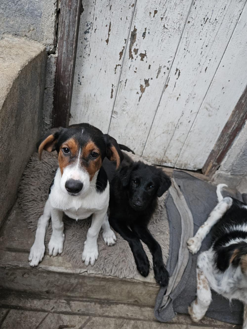 Raven Border Collie Mix