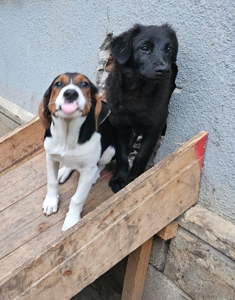 Raven Border Collie Mix