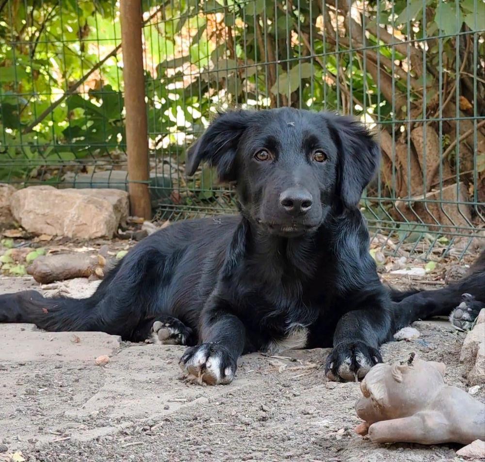Crow Border Collie Mix