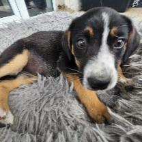 Lilly