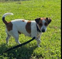 Debbie Jack Russel