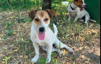 Dolly Jack Russel