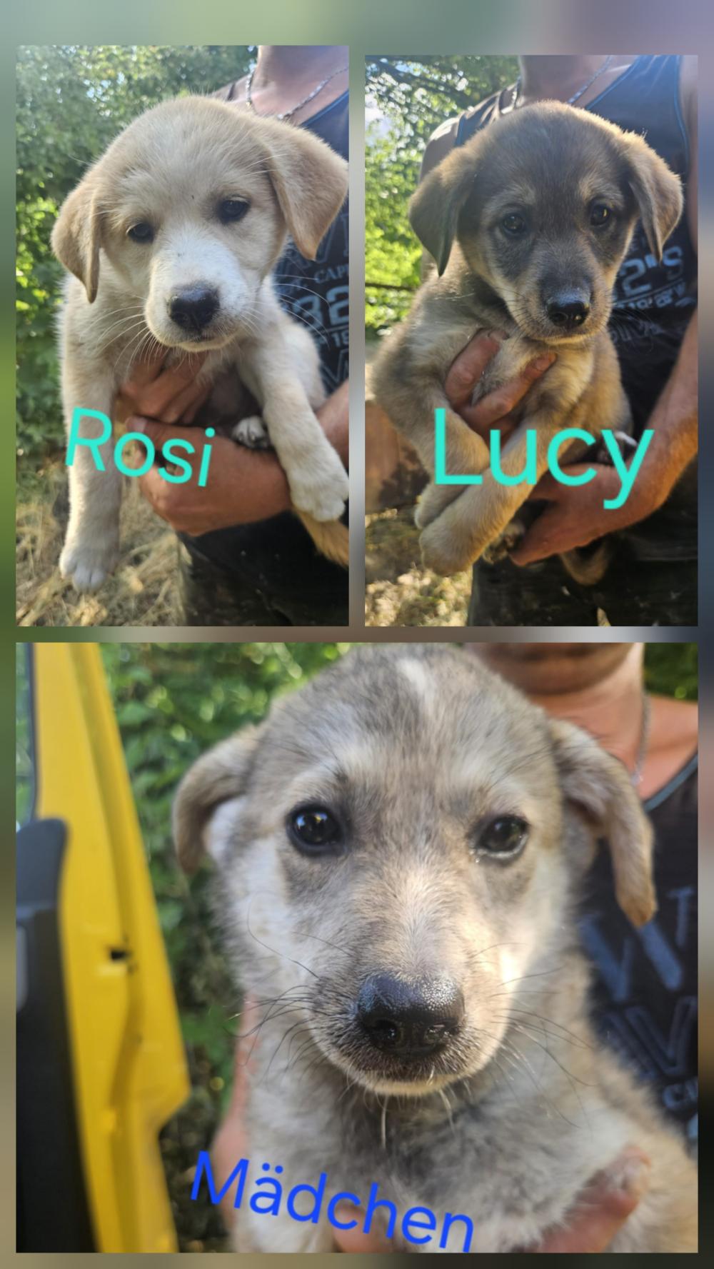 3 Welpen H&uuml;ndinnen Lucy Rosi NoName
