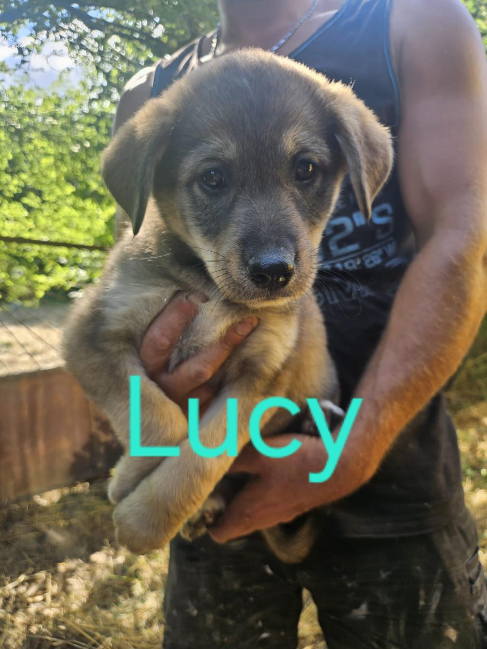 3 Welpen H&uuml;ndinnen Lucy Rosi NoName