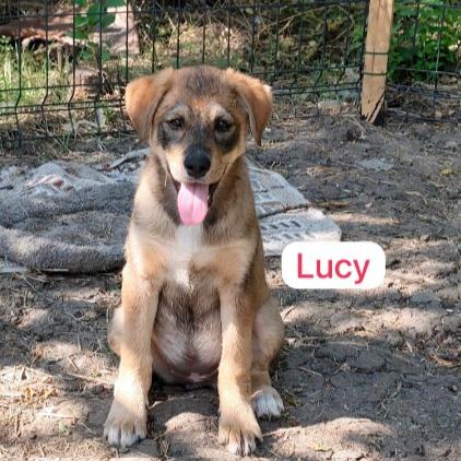 Lucy  