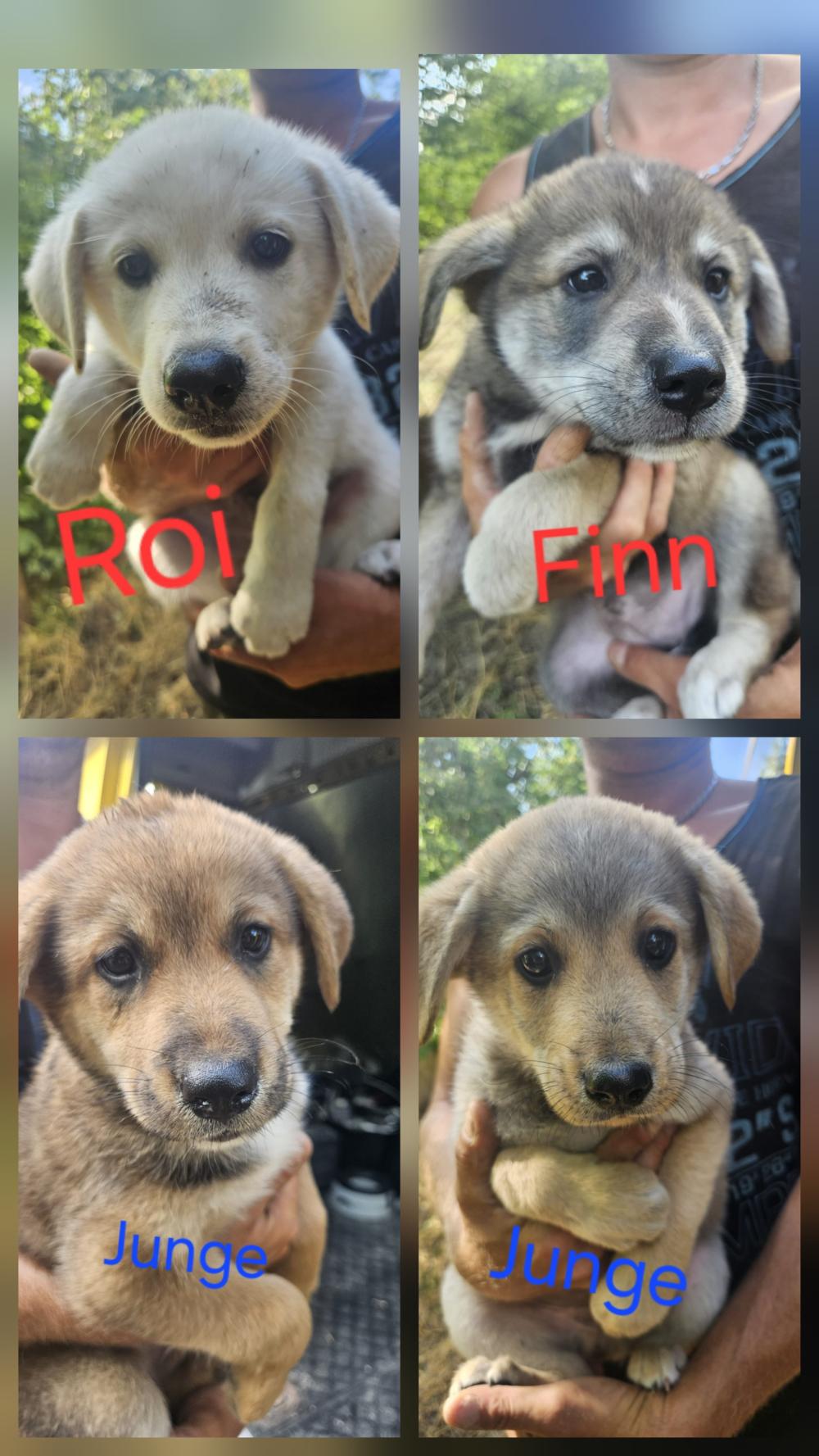 4 Welpen R&uuml;den Finn Roi 2x NoName