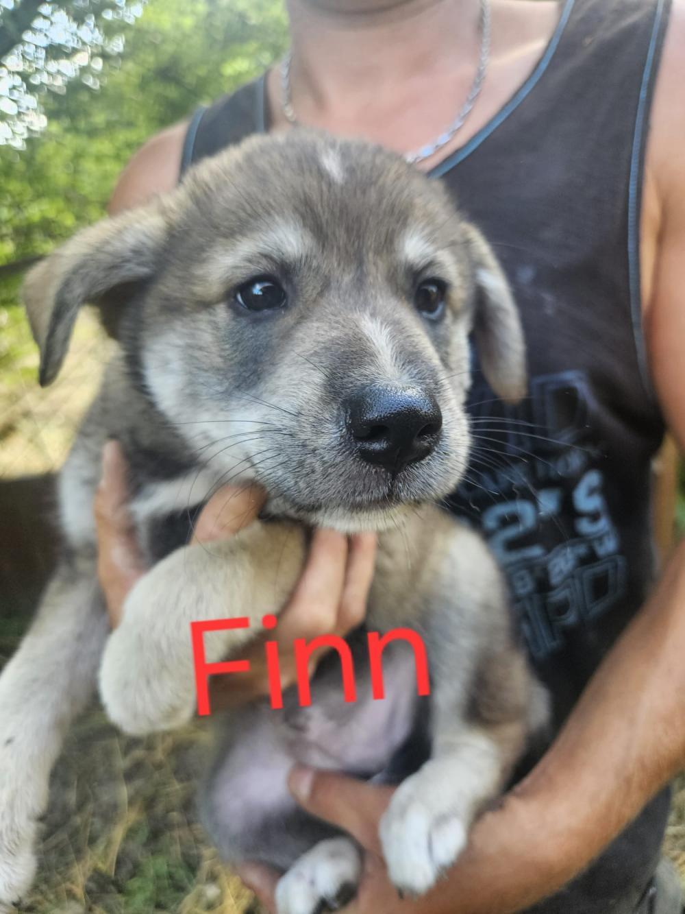 4 Welpen Rüden Finn Roi 2x NoName