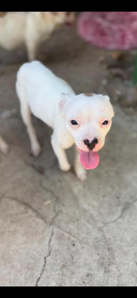 Milky
