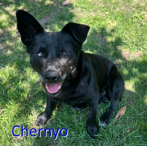 Chernyo HANDICAP SENIOR