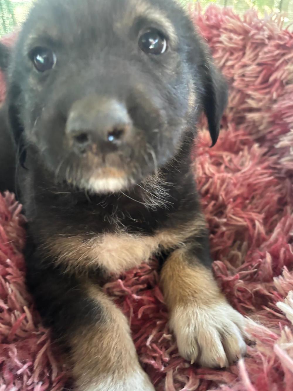 Max