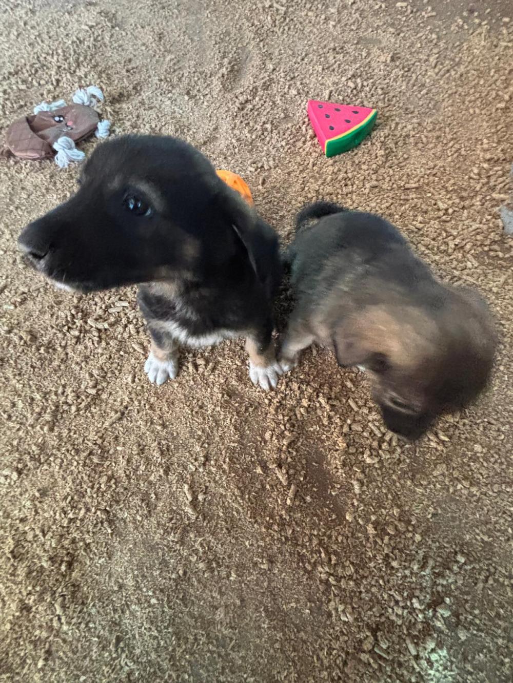 Max