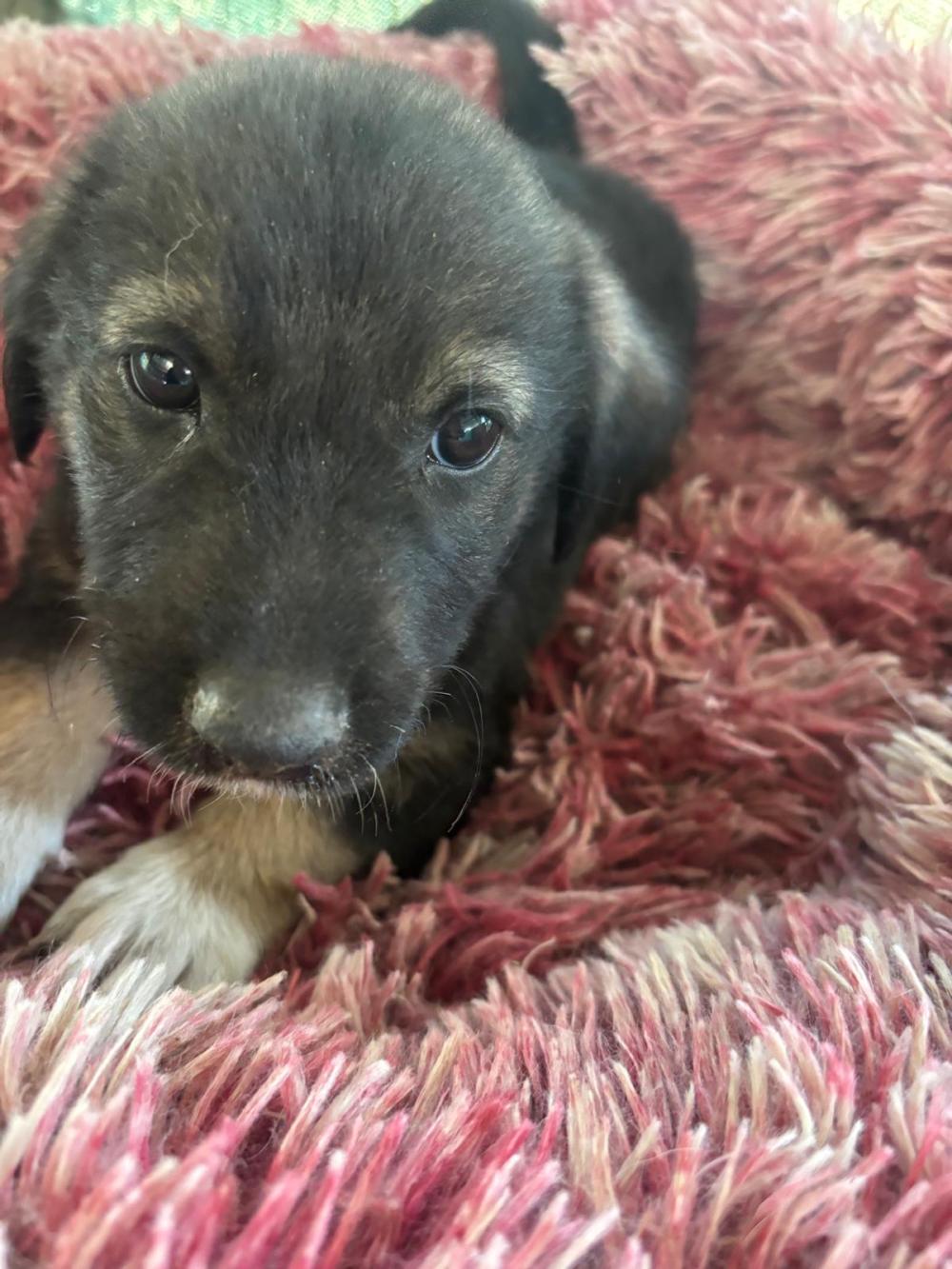 Max