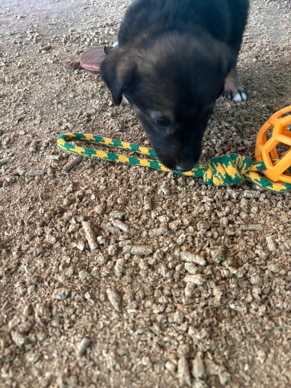 Max