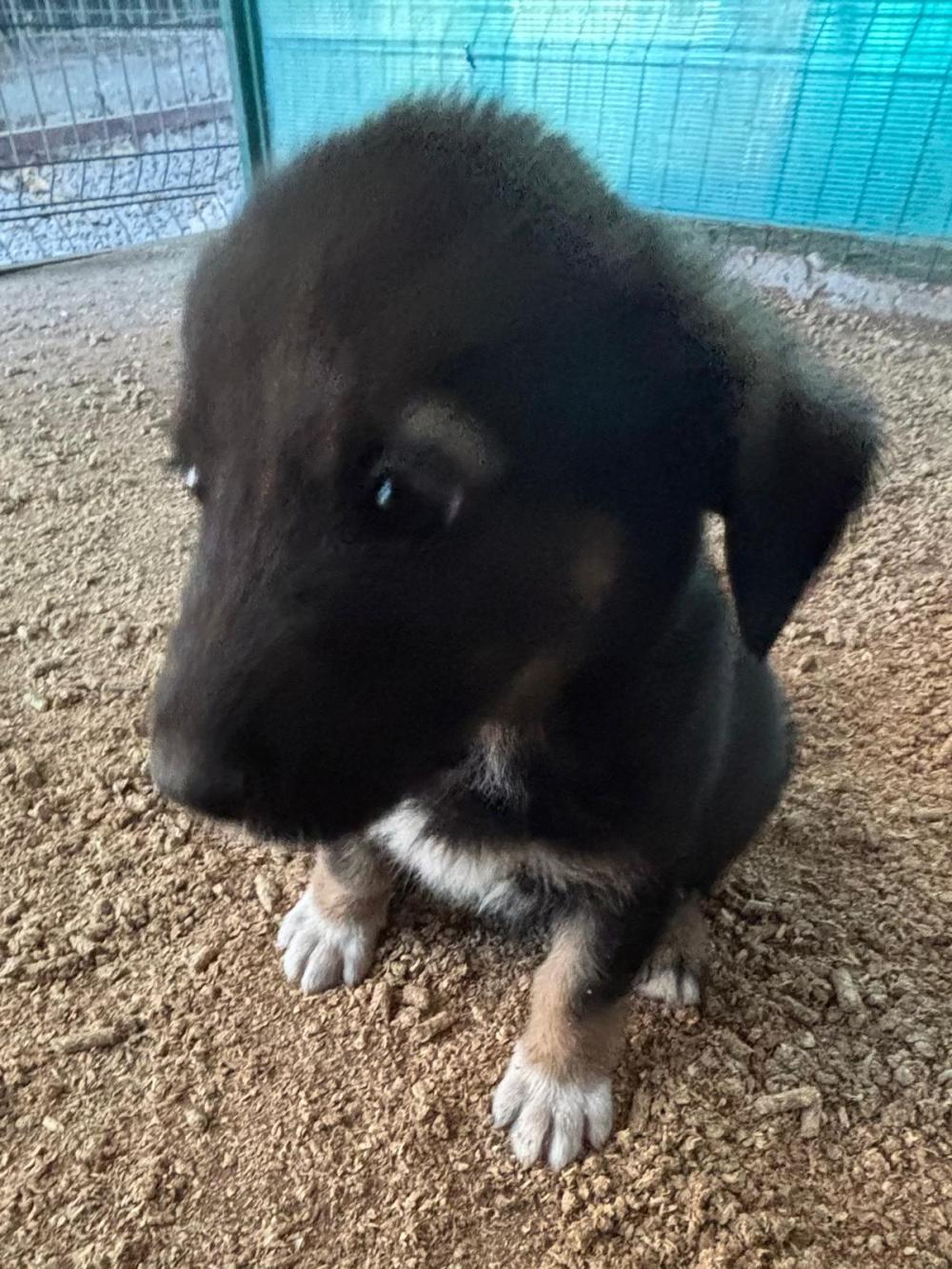 Max