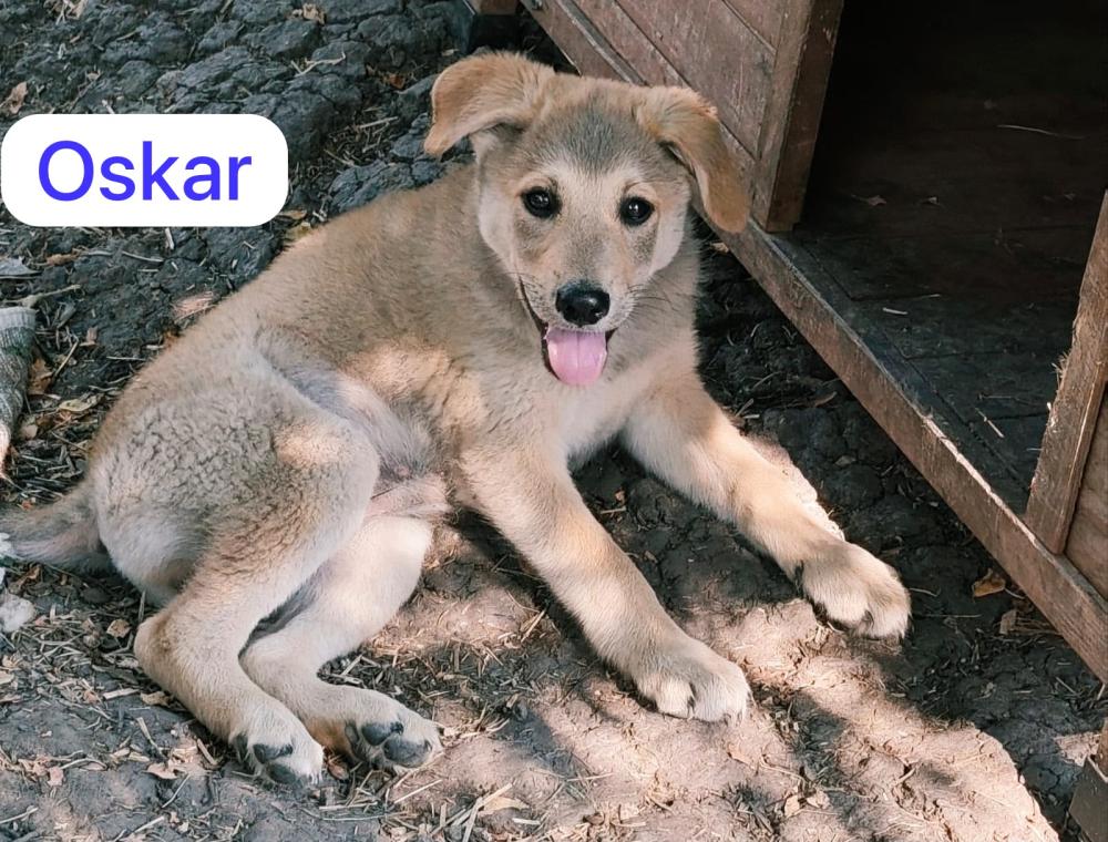 Oskar 