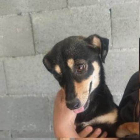 Primadonna Pinscher Mix
