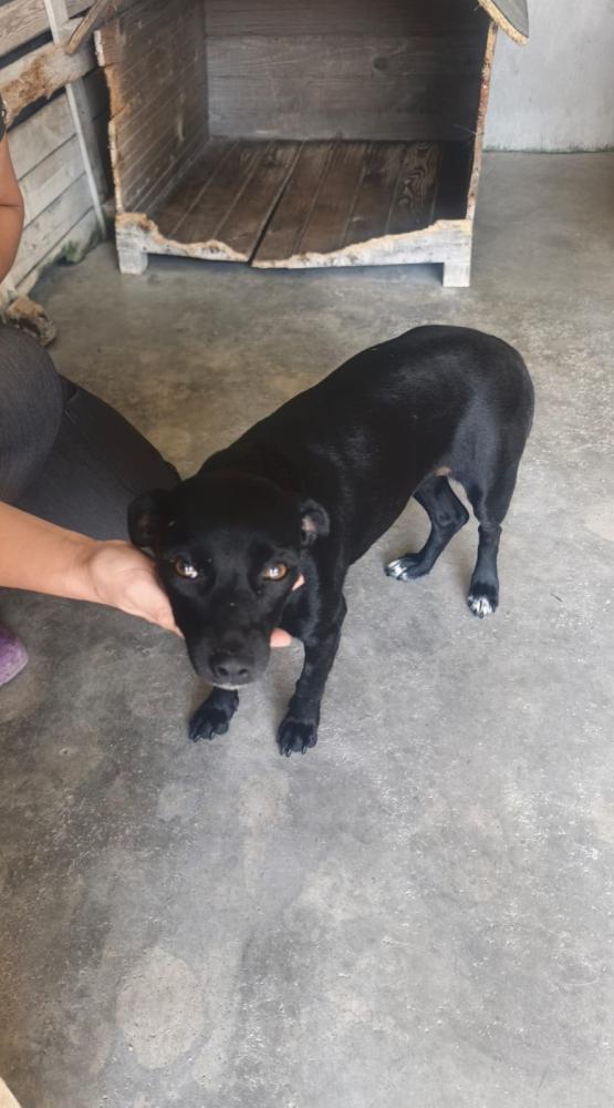 Ranya Pinscher Mix