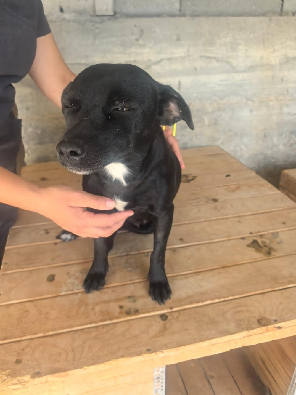 Ranya Pinscher Mix