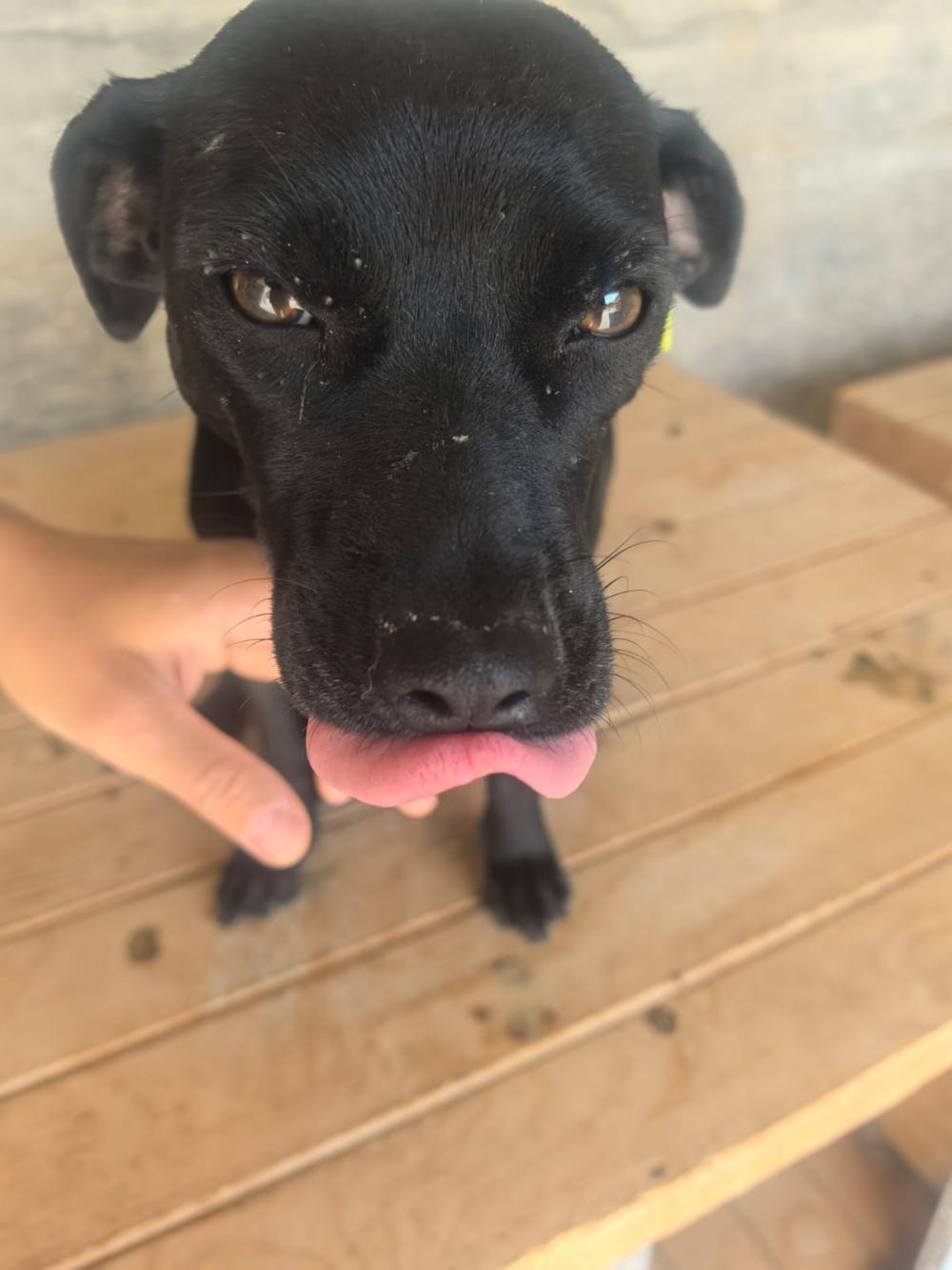Ranya Pinscher Mix