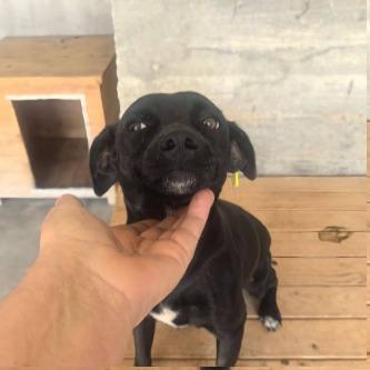 Ranya Pinscher Mix