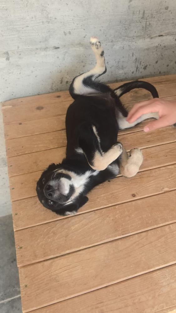 Hugo